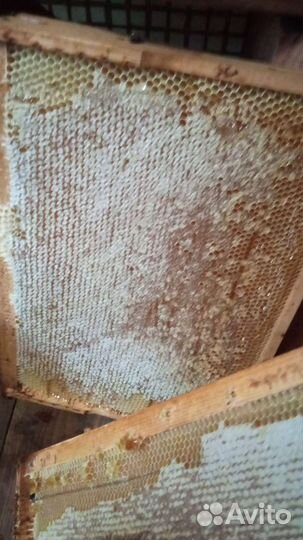 Рамка меда в сотах
