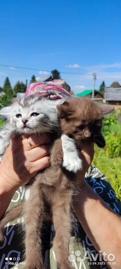 Котята в добрые руки