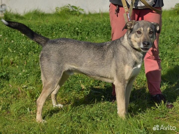 Отличный пёс в дар