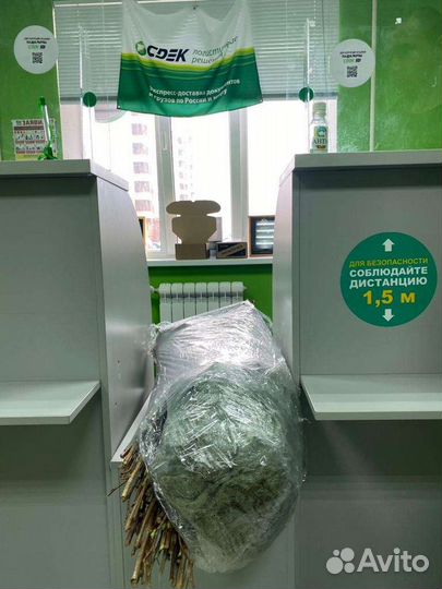 Саженцы малины ремонтантной полька