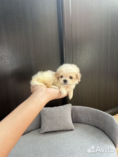 Щенки мальтипу f1 micro девочка