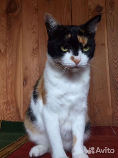 Кошка в дар