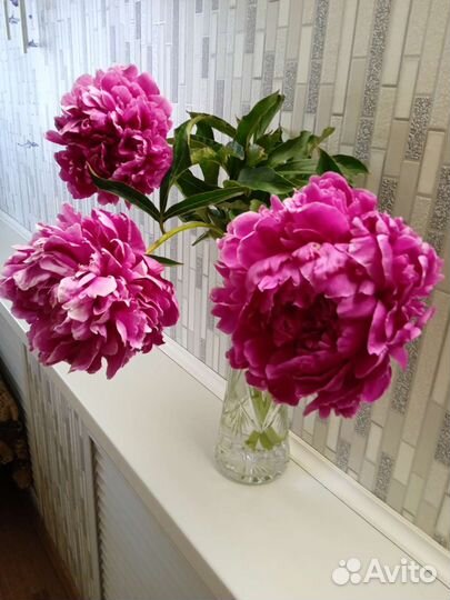 Пионы, три основных цвета