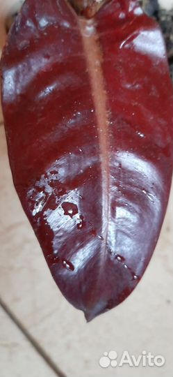 Филодендрон