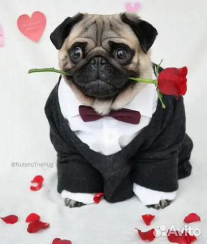 Профессионал- инструктор по вязке собак