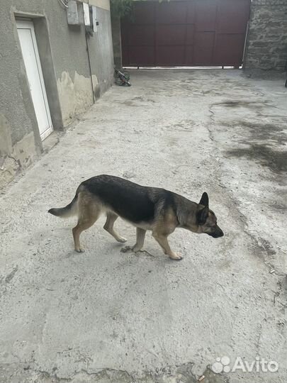 Собака в добрые руки немецкая овчарка