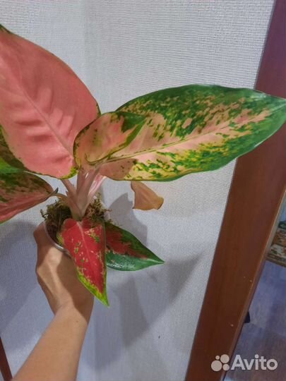 Комнатные растения