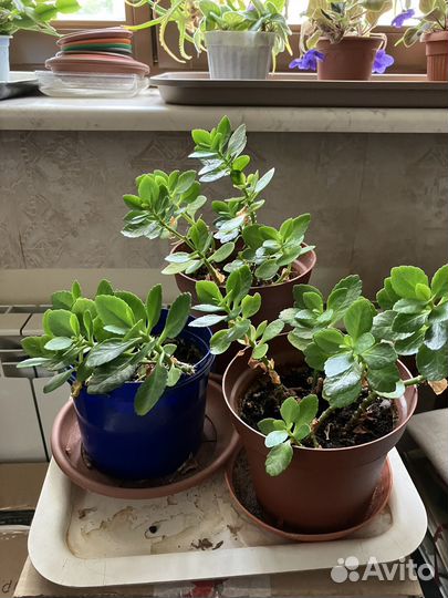 Каланхоэ и другие домашние растения