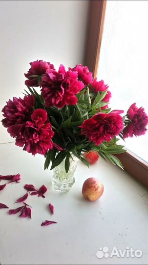 Пион саженец