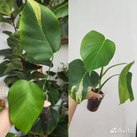 Комнатные растения ч.7