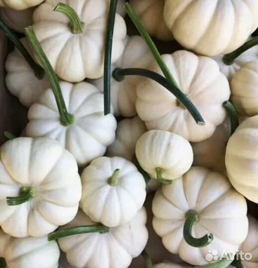 Тыква декоративная