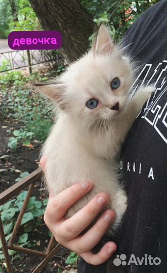 Невская маскарадная