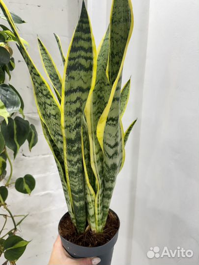 Сансевиерия лауренти 55 см