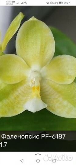 Орхидея фаленопсис