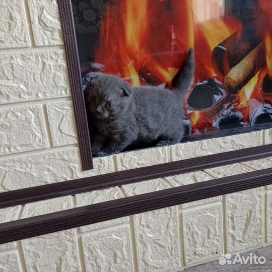 Британские котята