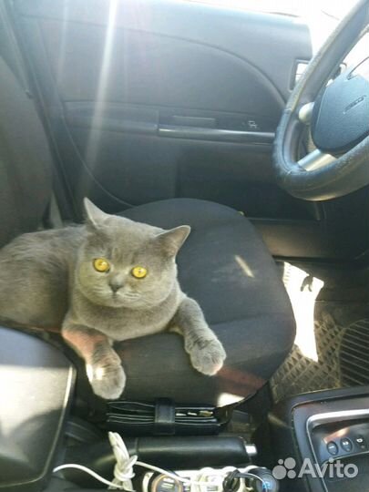 Кот для кошки бесплатно