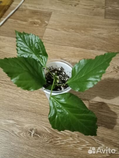 Гибискус китайская роза