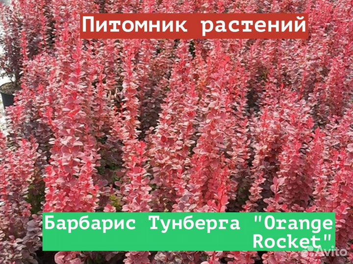 Саженцы Барбарис Тунберга Orange Rocket