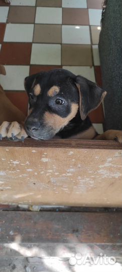 Щенки питбуля