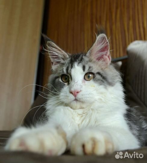 Очень крупный котик из питомника