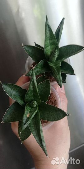 Сансевьерия сортовая