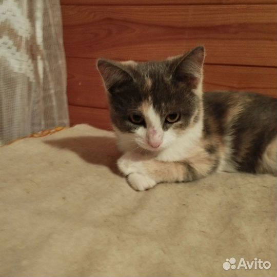 Кошка в дар бесплатно