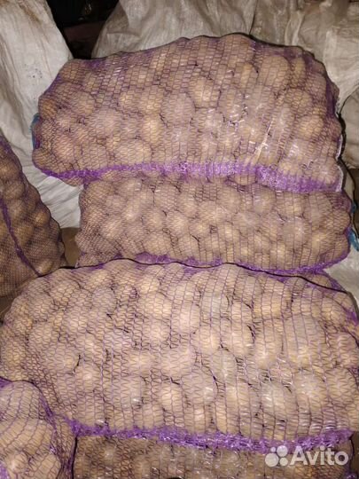 Продам картофель крупный и семенной