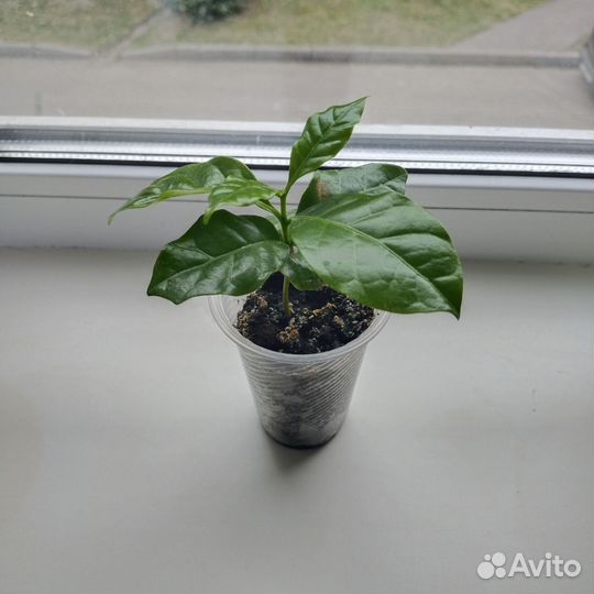 Кофейное дерево