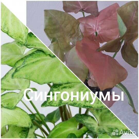 Ампельные вьющиеся лианы