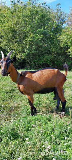 Чешские козы