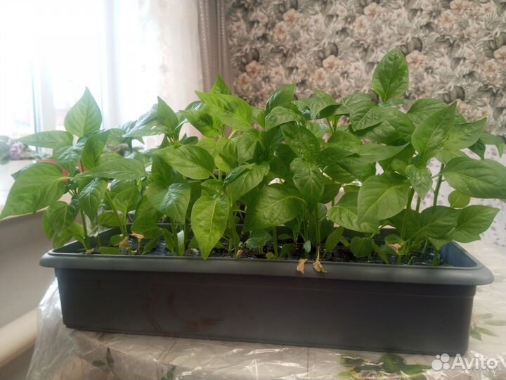 Рассада помидор и перцев