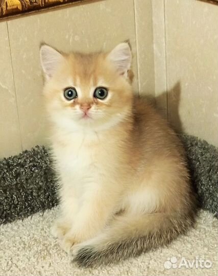 Золотые котики