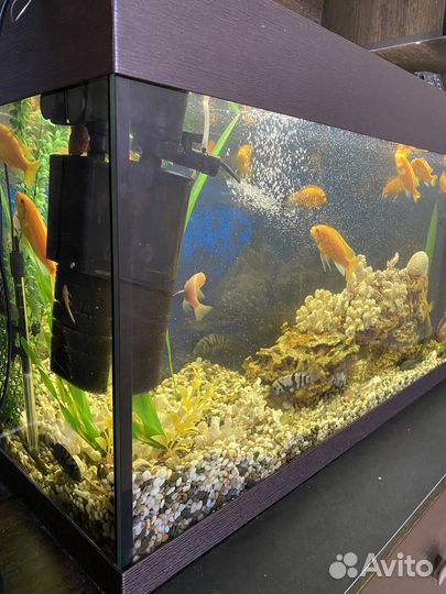 Аквариум под ключ рыбки цихлиды