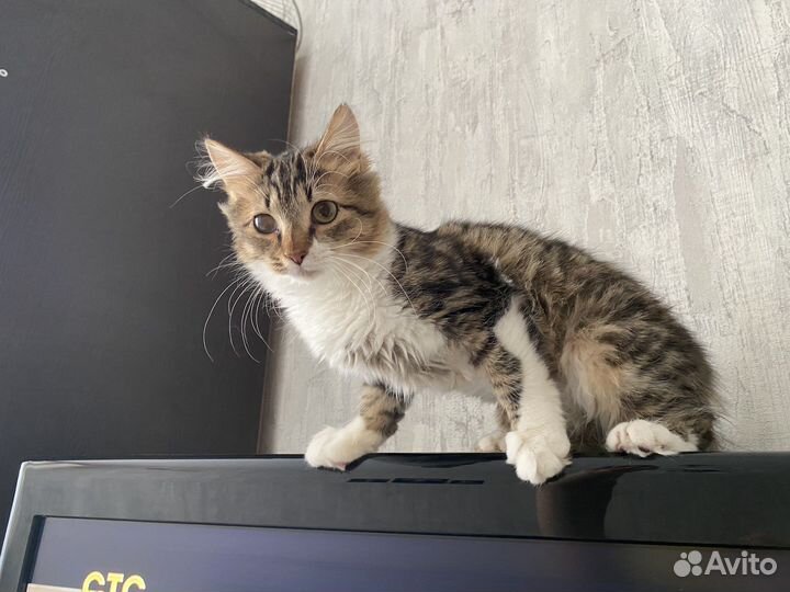 Кот породистый(нет)