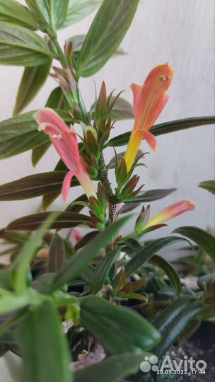 Эсхинантус, нематантус, колумнея