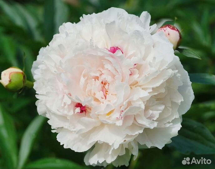 Пион фестива maxima