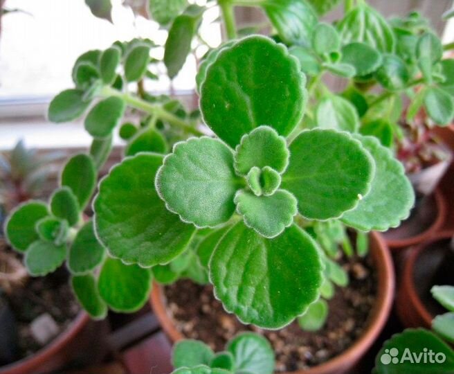 Хлорофитум хохлатый, мята домашняя