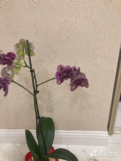 Орхидея дикий кот