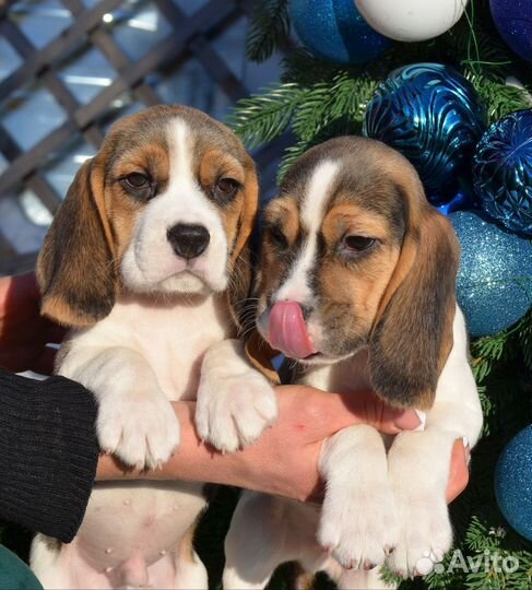Бигль мальчики