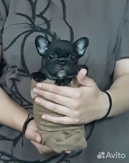 Французики