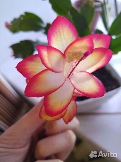 Декабрист самба и персиковый