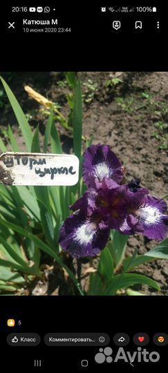 Ирисы карликовые