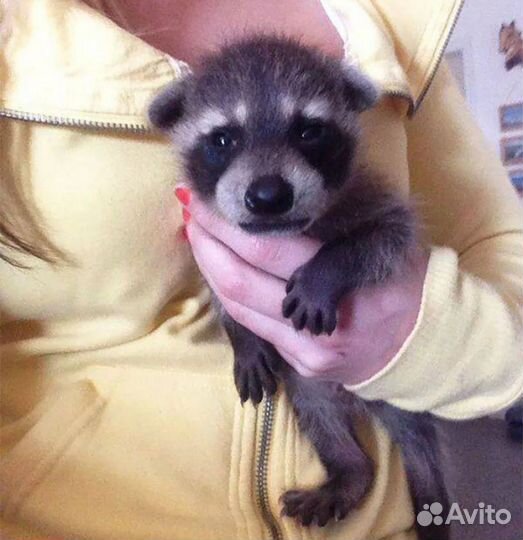 Еноты полоскуны