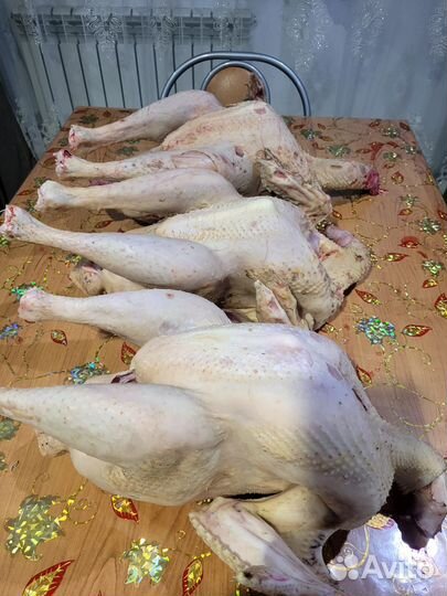 Мясо индейки