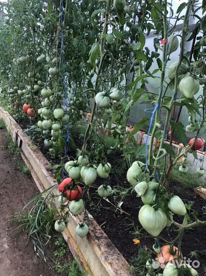 Рассада овощей