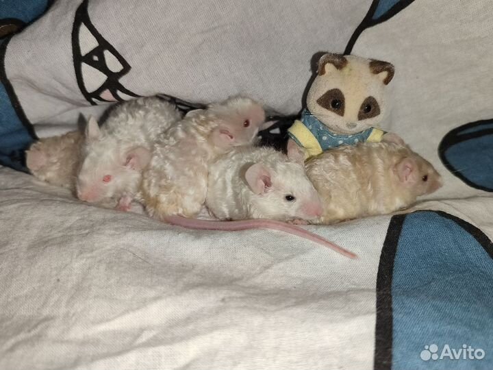 Мышки сатиновые рекс