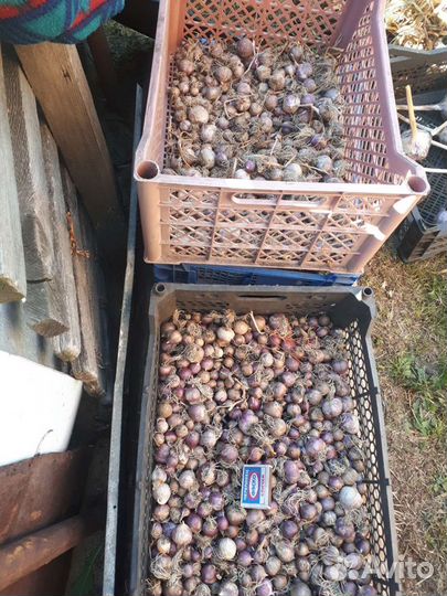 Чеснок(озимый)