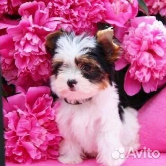 Щенки Бивер