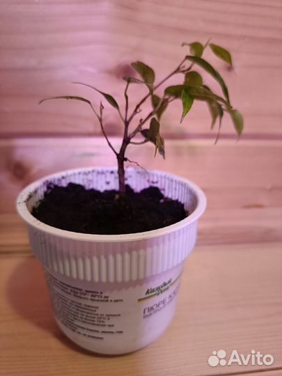 Фикус бенджамина