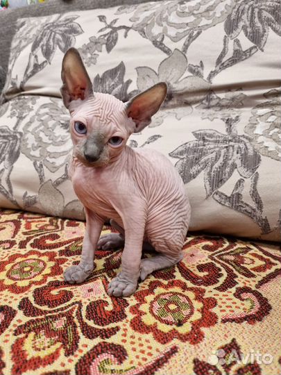 Канадский сфинкс